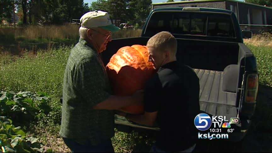 Stolen pumpkins now back at the patch