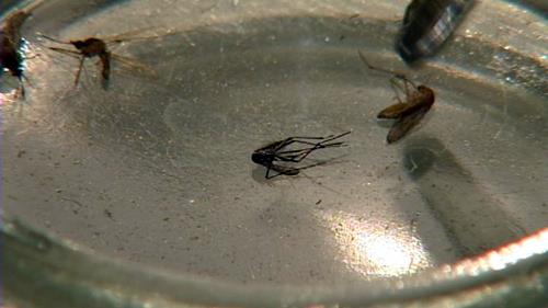 West Nile virus brings down Ogden Valley horse