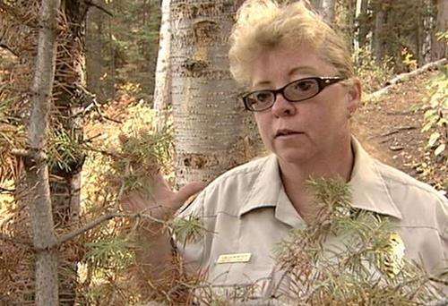 Unknown cause behind sickly trees in Lamb's Canyon