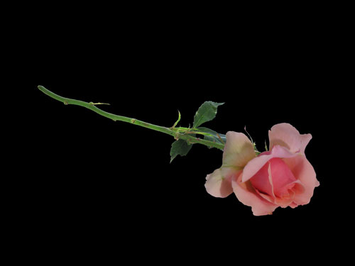 Man Gets Probation for Sending Rose to Estranged Wife