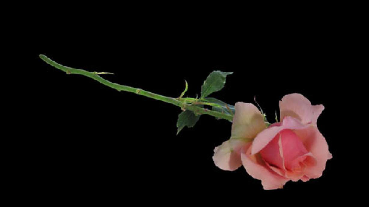 Man Gets Probation for Sending Rose to Estranged Wife