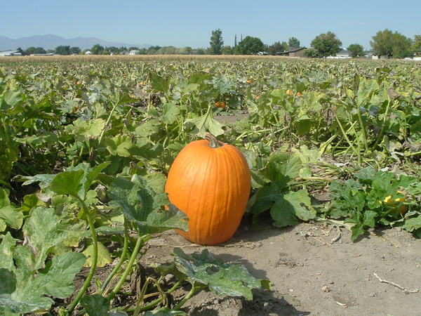 Finding the perfect pumpkin