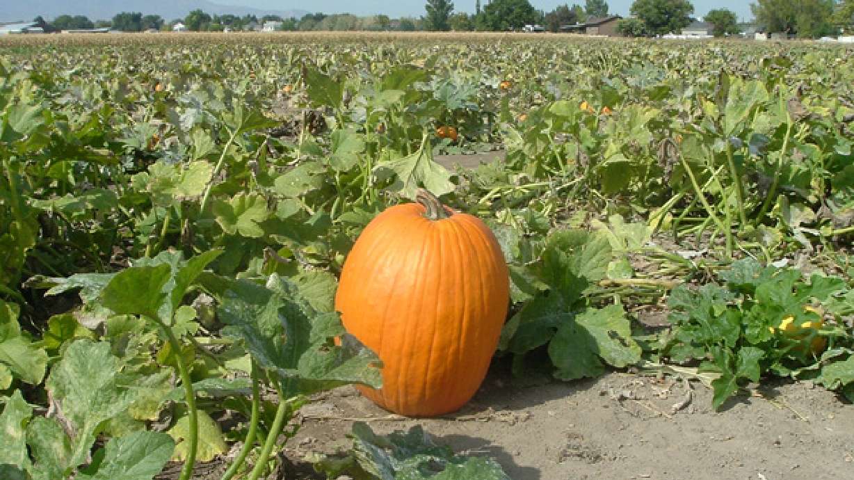 Finding the perfect pumpkin