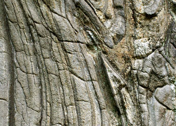 Petrified Wood Stolen on Federal Land