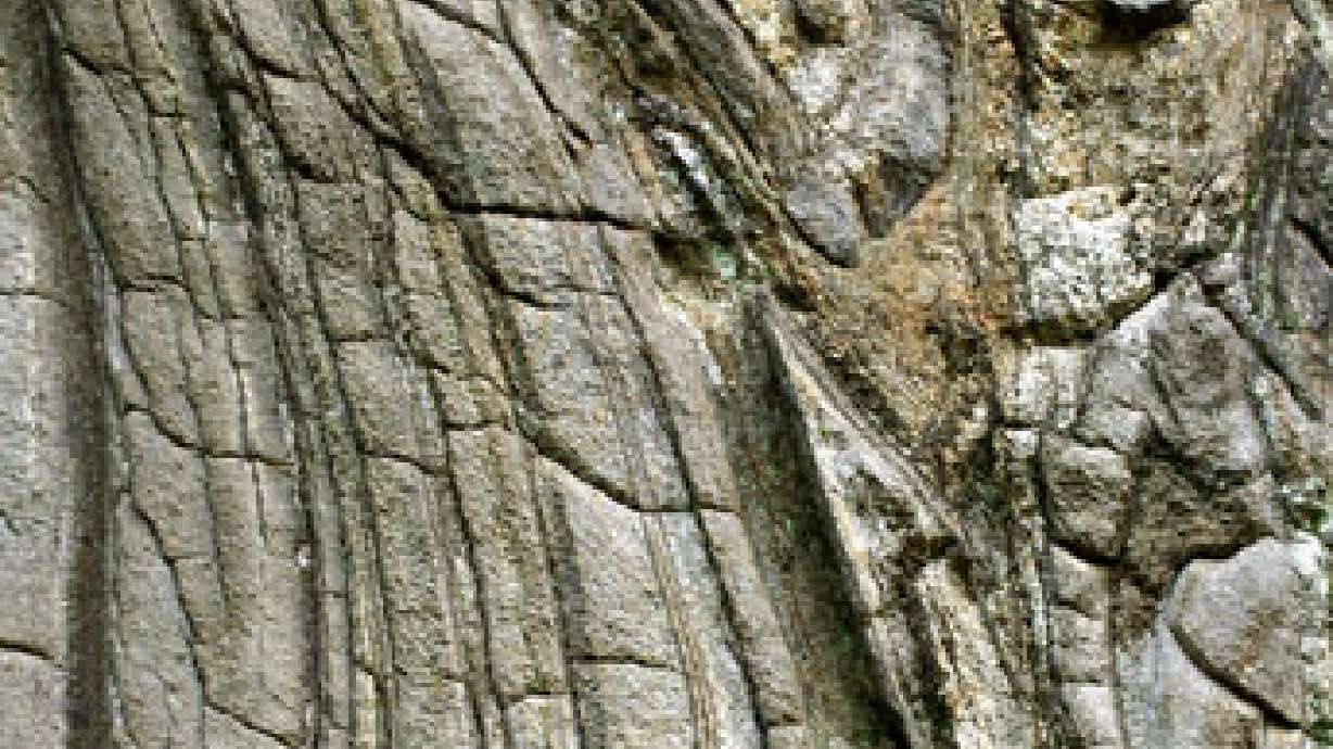 Petrified Wood Stolen on Federal Land