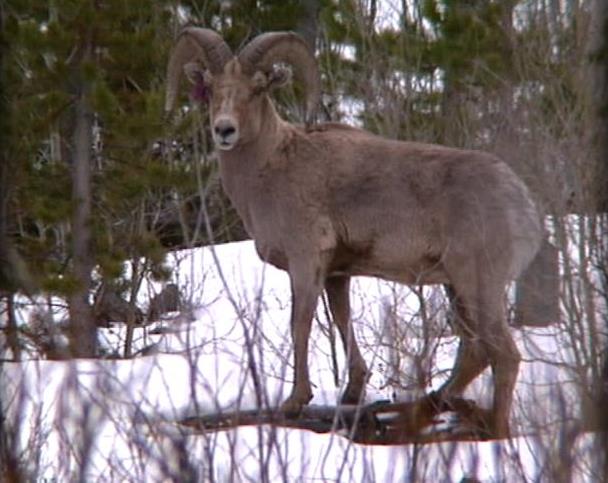 Montana Sheep Brought to Utah