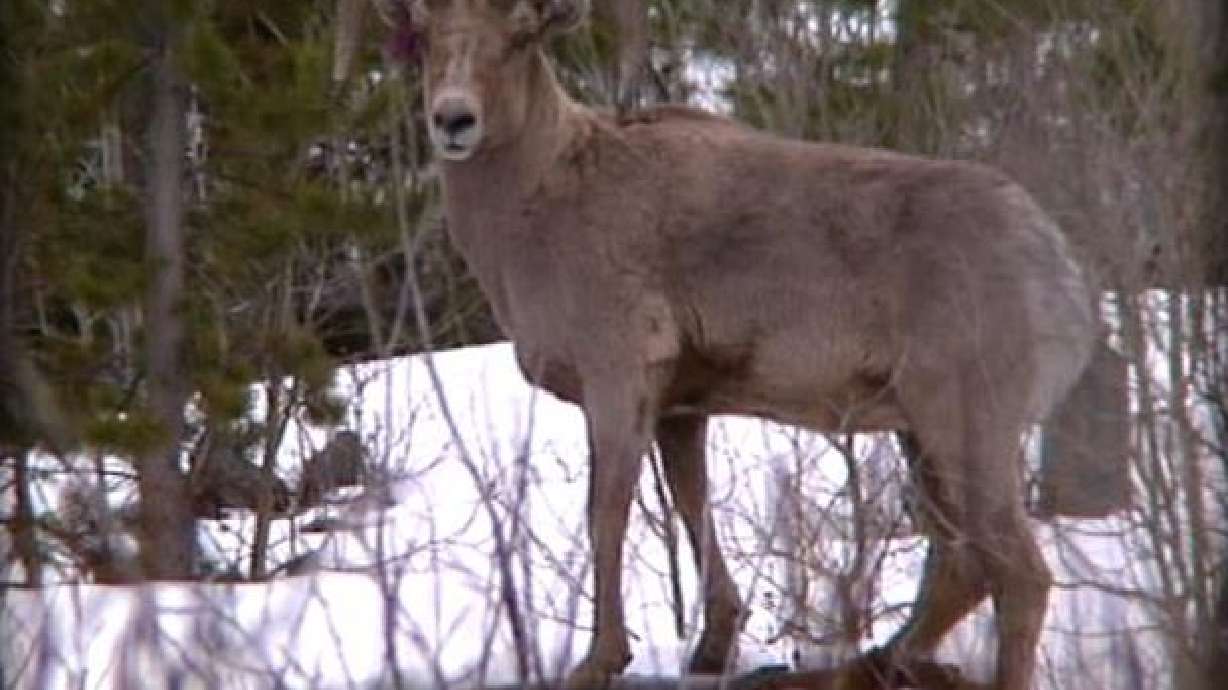 Montana Sheep Brought to Utah