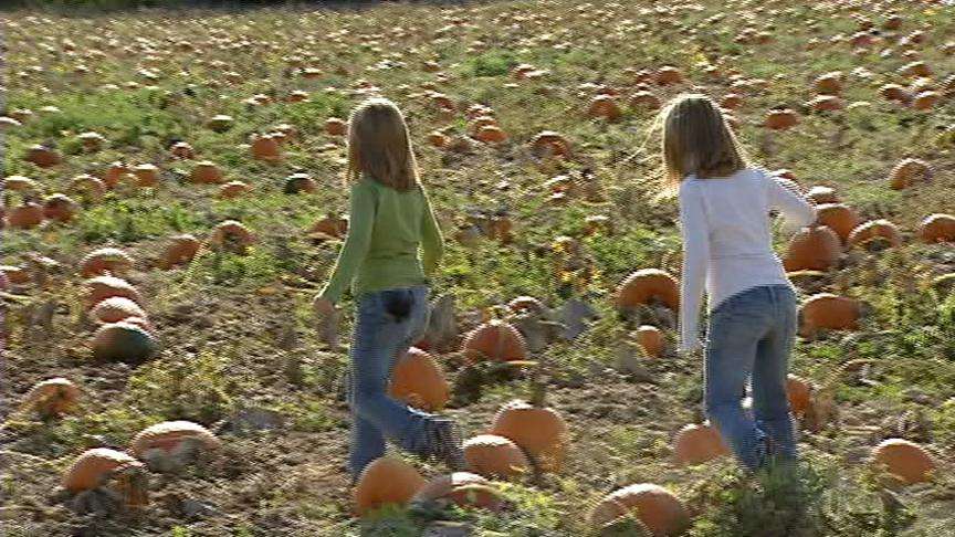 Farmers offering reward after pumpkin patch is vandalized