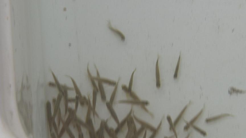 Feds: Utah minnow may need protection