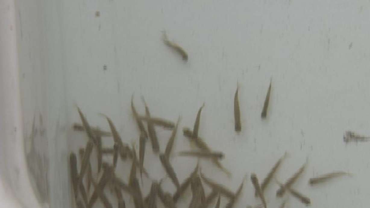 Feds: Utah minnow may need protection