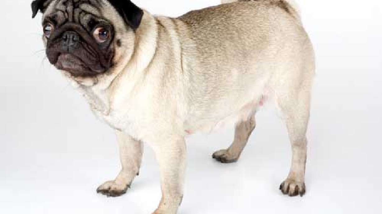 Committee OKs Bill That Allows Pets in Protective Orders