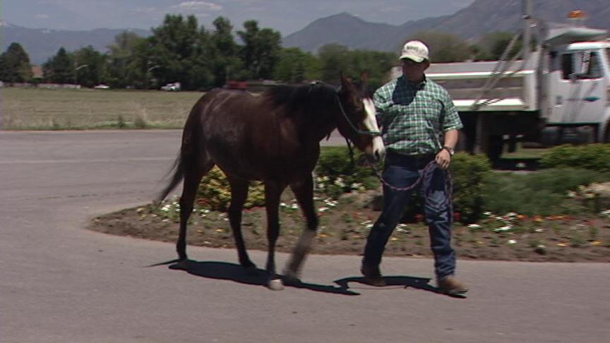 Utah Showcase Horse Makes Miraculous Recovery