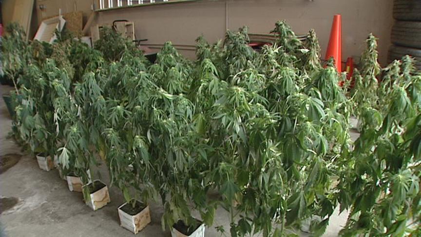 Half a Million Dollars Worth of Marijuana Seized in Sandy