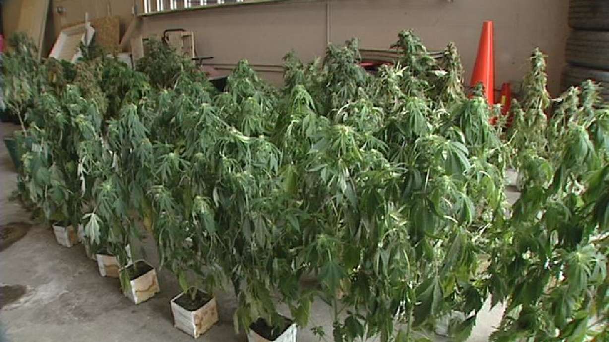 Half a Million Dollars Worth of Marijuana Seized in Sandy