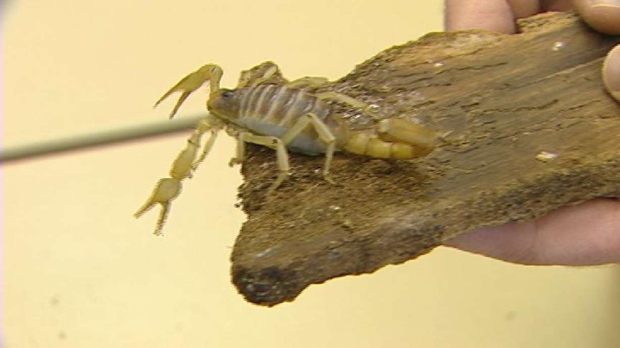 Scorpion Poison May Destroy Cancer Cells