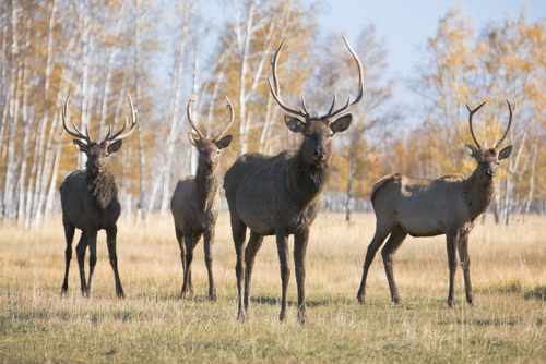 Groups seek venison donations