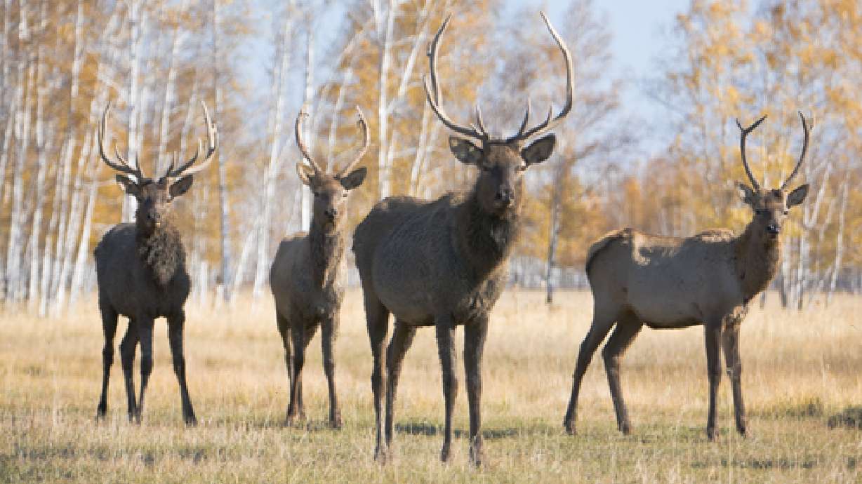 Groups seek venison donations