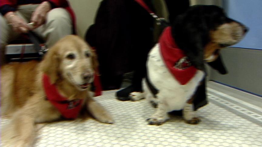Animal Cruelty Bill Passes Senate Committee 