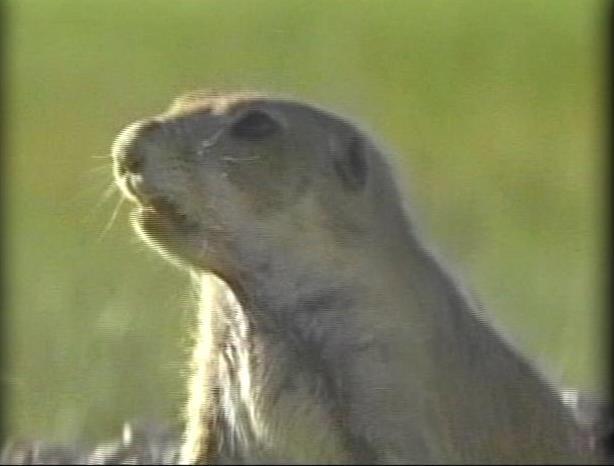 Never Mind the Groundhog, How About the Prairie Dog?