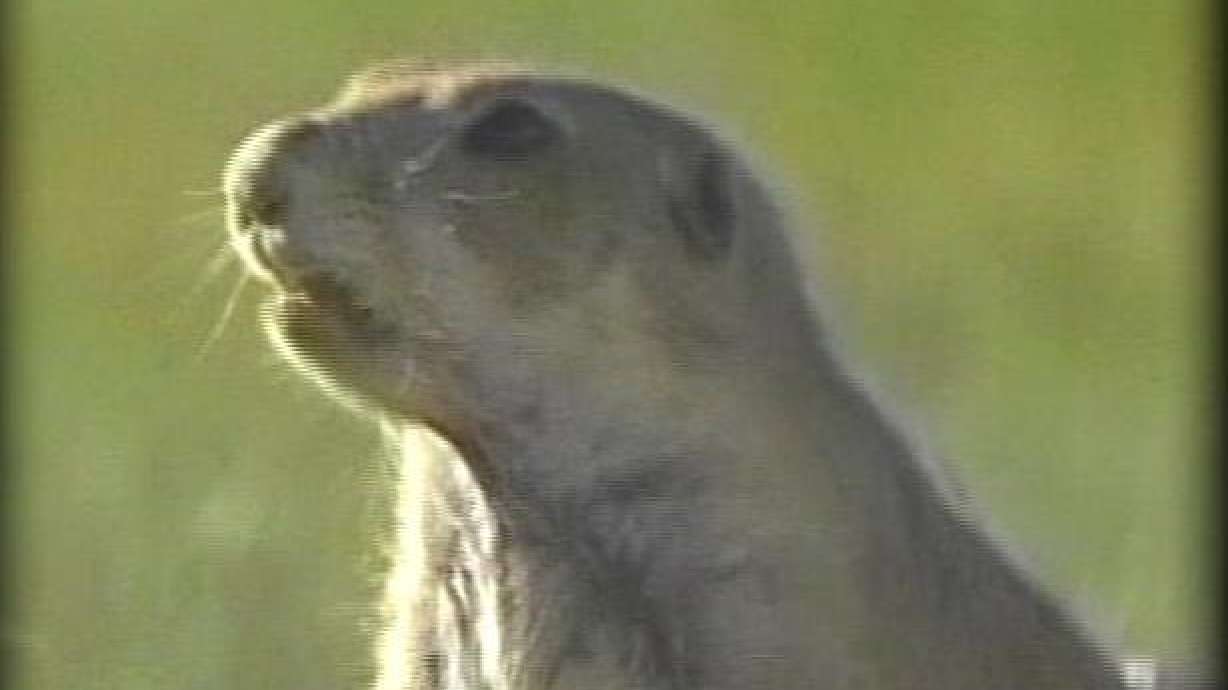 Never Mind the Groundhog, How About the Prairie Dog?