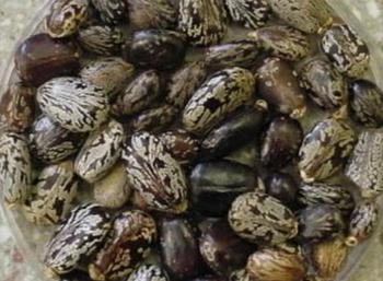 Cousin who knew about ricin gets 2 years probation