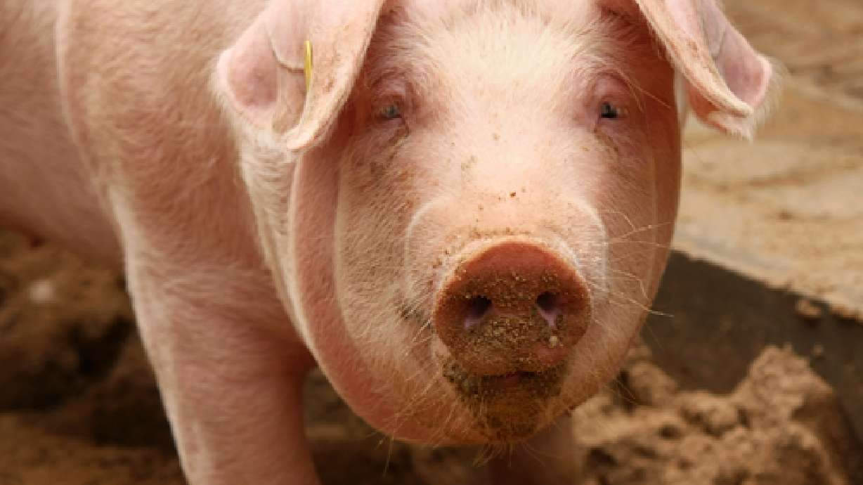 Pork industry wants swine flu called something else