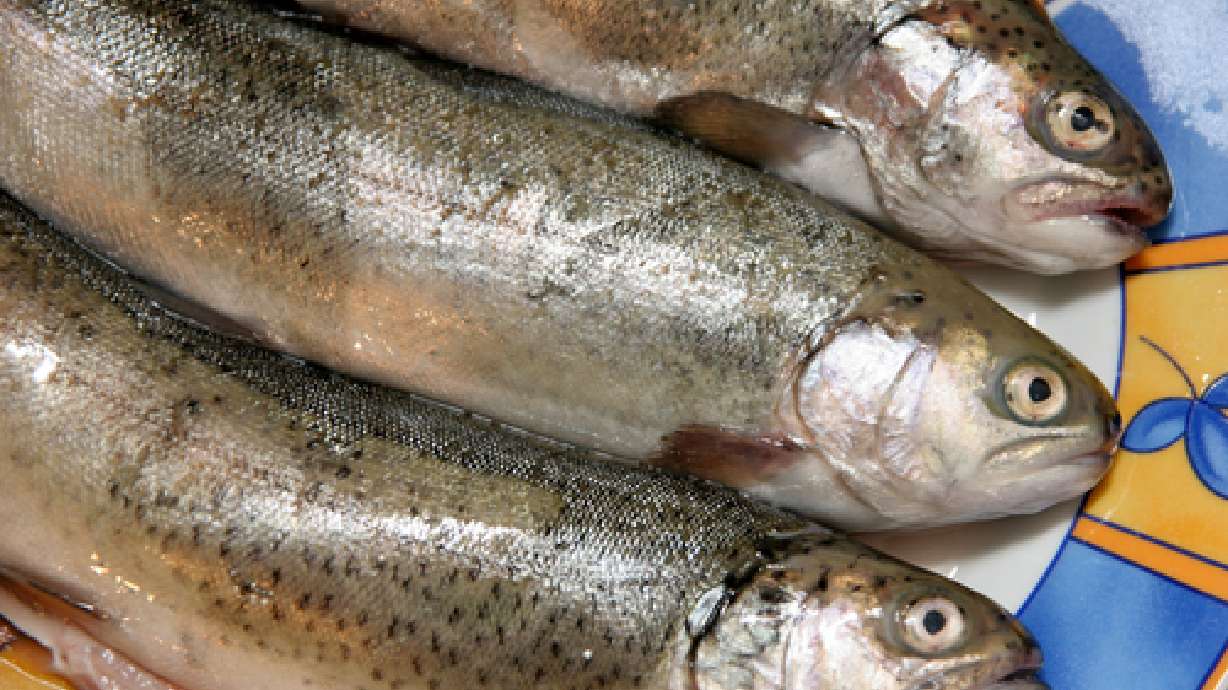Sampling Finds Increased Mercury Contamination in Utah Fish
