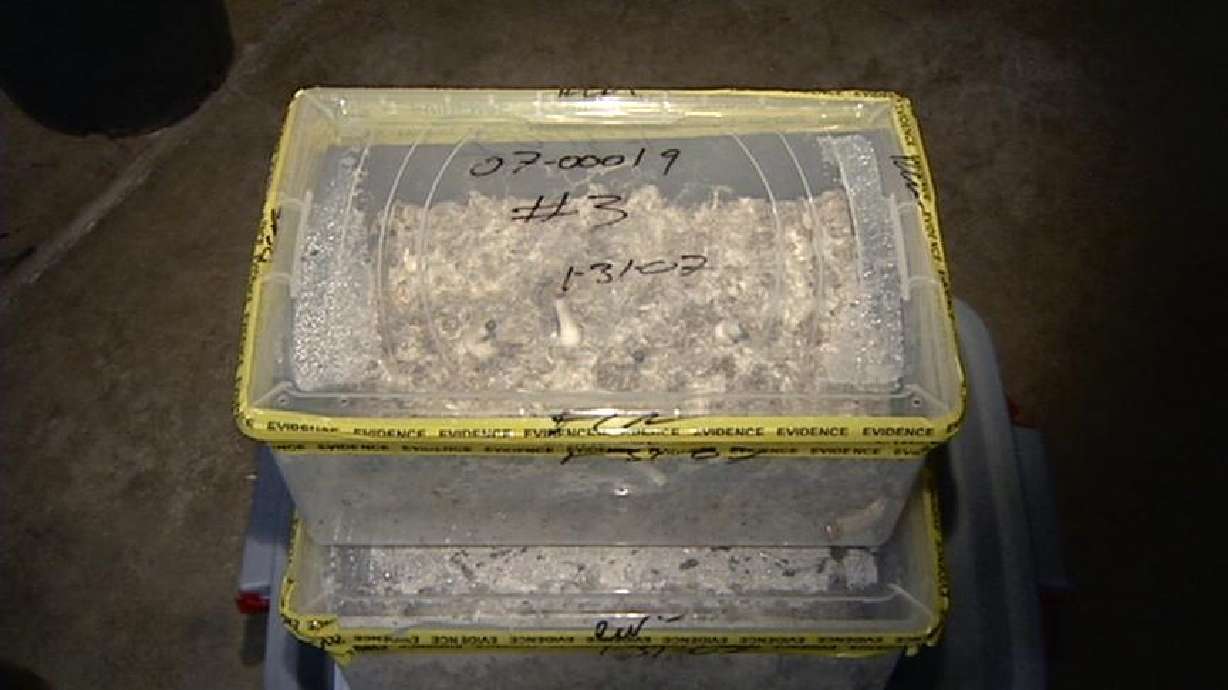 Police Find Home Filled with Illegal Mushrooms and Marijuana