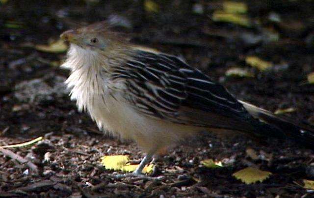 Some question bond requests for zoo and aviary