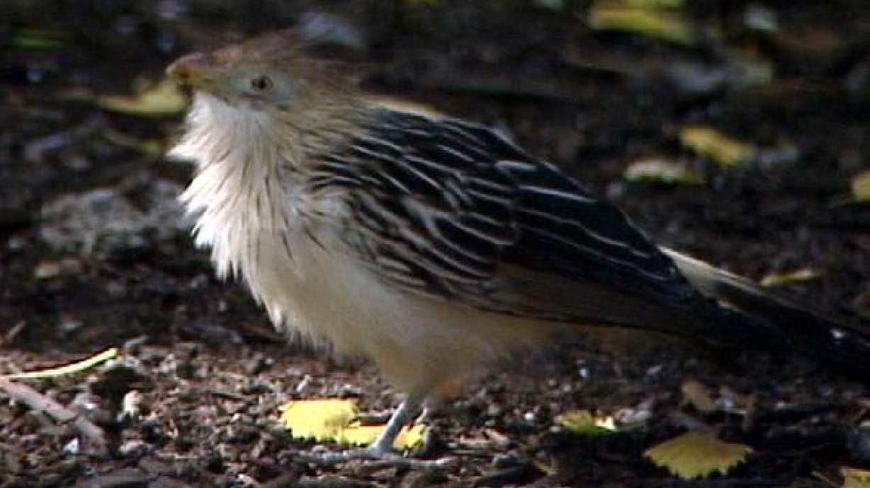 Plans taking shape to renovate Salt Lake aviary