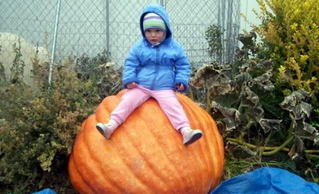 Family's giant pumpkin stolen just before Halloween