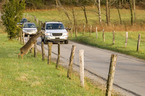 Accidents involving animals increasingly fatal to humans