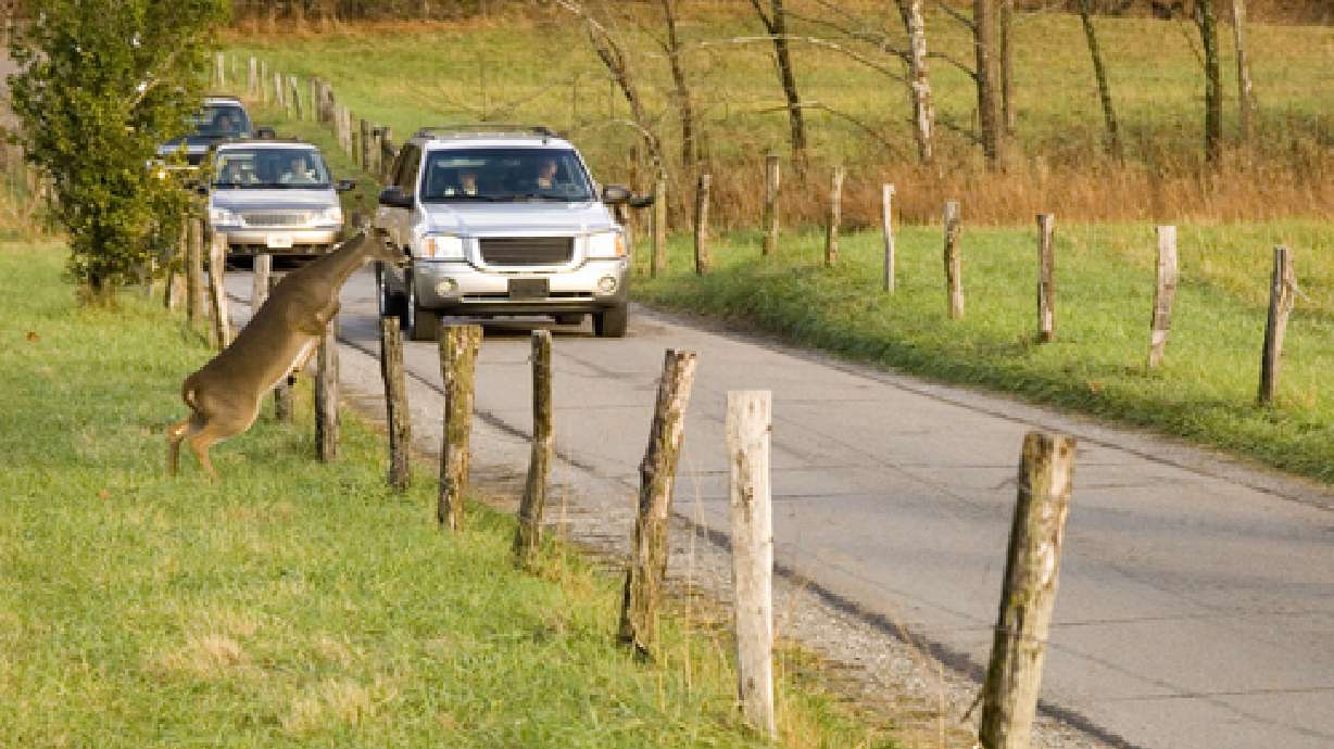 Accidents involving animals increasingly fatal to humans