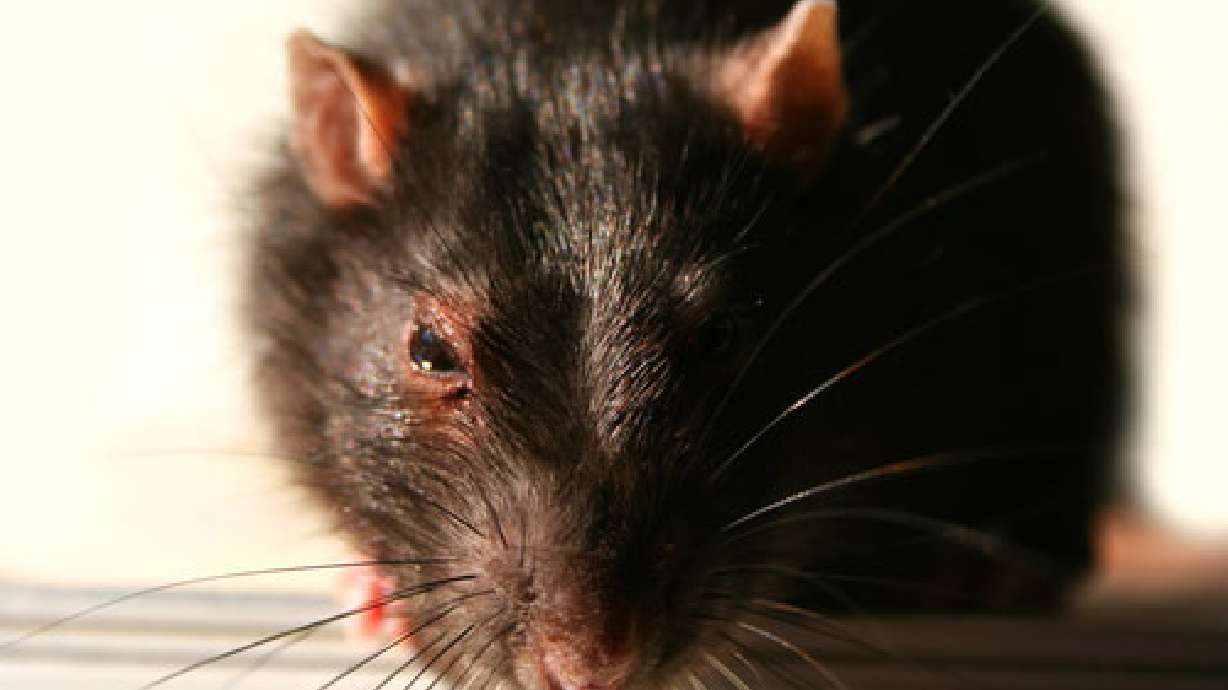 NYC launches Web site to keep track of rats