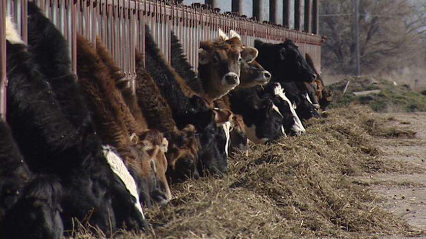 Dairy Farmers Developing Alternative Fuel