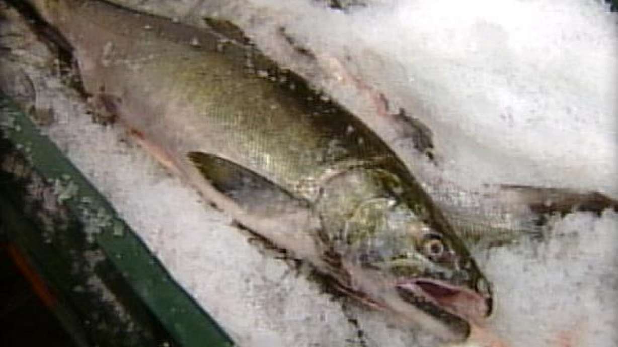 The pros and cons of genetically engineered fish