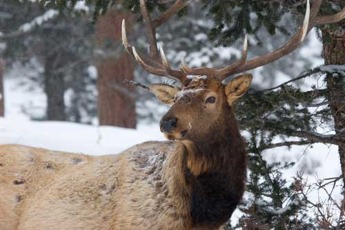 At Grand Canyon, elk go from attraction to problem