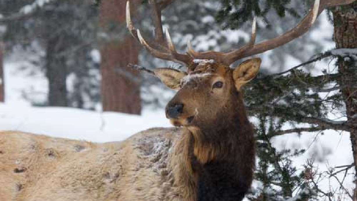 Montana road kill bill brings practice in Utah to light