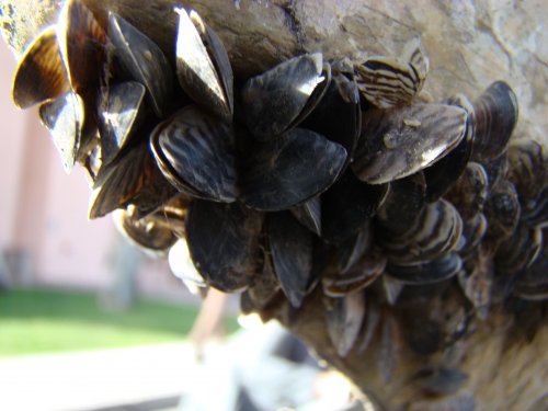 5 Utah lakes on watch list for invasive mussels