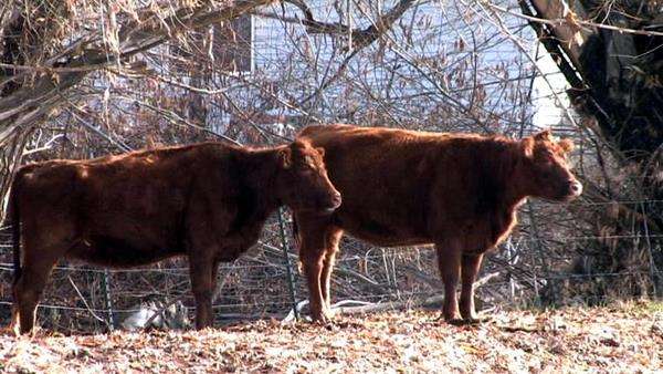 Economy making it tough for farmers to survive