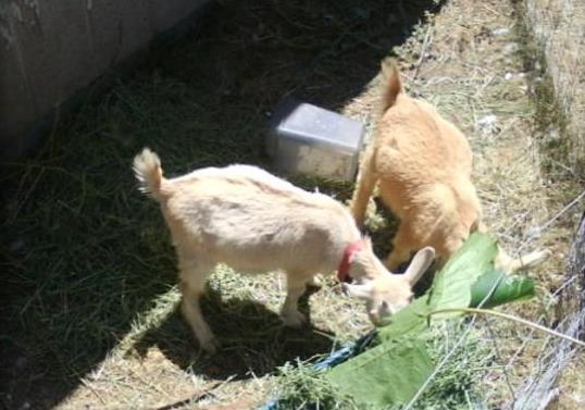 2 people suspected in goat decapitation case
