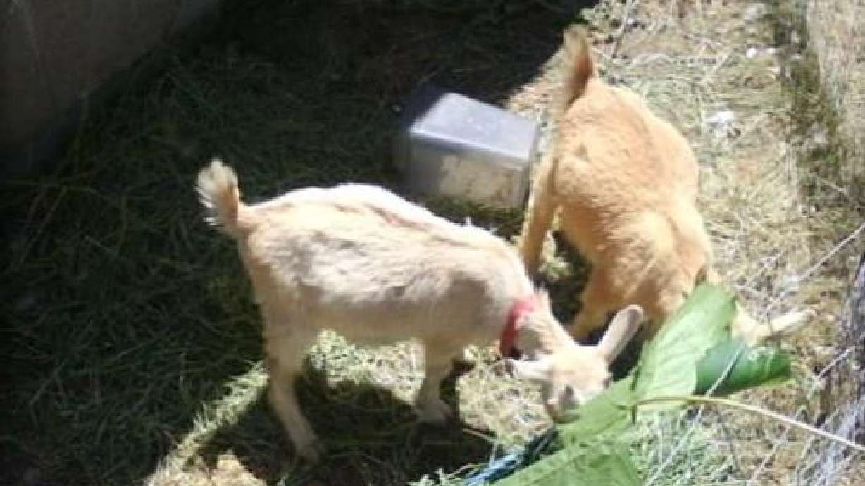 Reward offered in pygmy goat case