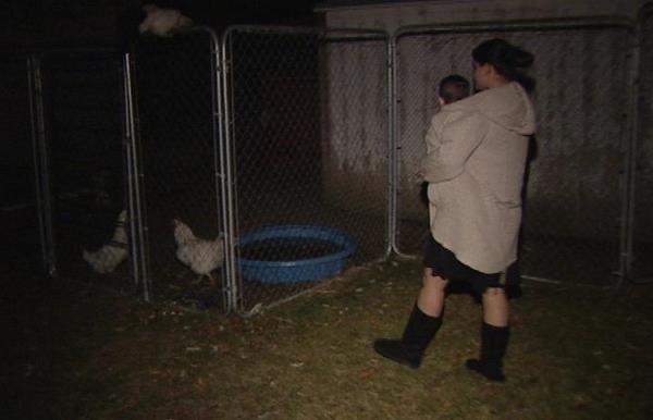 Police in Tooele investigating killing of pygmy goats