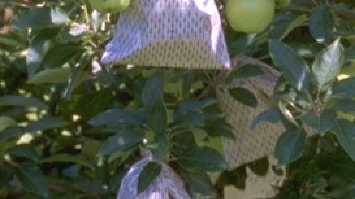 Alternative Pest Management