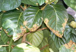 What is Anthracnose?