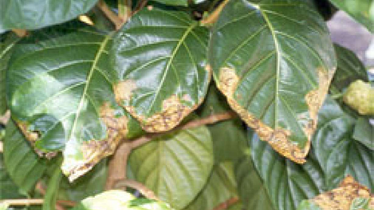 What is Anthracnose?