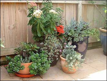 Container Gardening - One Of The Newest Gardening Trends