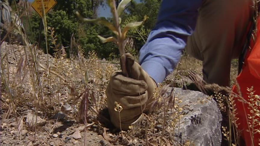 Volunteers Needed to Pull Noxious Weeds