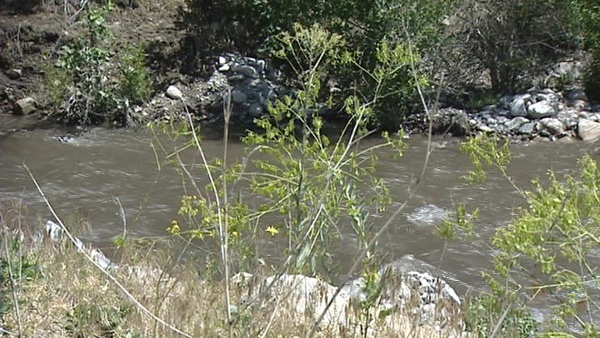 Volunteers Needed to Pull Noxious Weeds