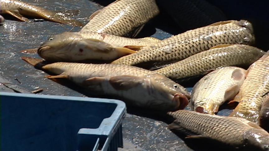 Gov. Agencies Contending with Carp